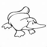 Platypus Ornitorrinco Colorir Atividades sketch template