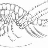 Niphargus Amphipoda sketch template