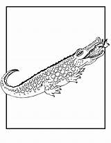 Crocodile Coloring Pages Baby Cliparts Alligator Kids Printable Print Nile Cute Clipartmag Drawing Cartoon Hunting Search sketch template