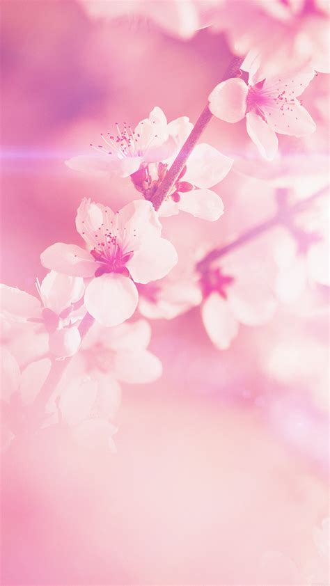 mp spring flower pink cherry blossom flare nature papersco