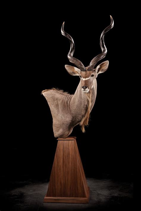gemsbok kudu sble pedestal mounts yahoo image search results animals kudu taxidermy mounts