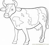 Cow Tail Coloring Template sketch template