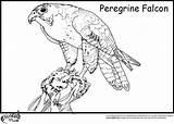 Coloring Pages Falcon Peregrine Hawk Bird Animal Kids Marvel Printable Birds Prey Ministerofbeans Getcolorings Print Color Animals Catch Guess Everything sketch template