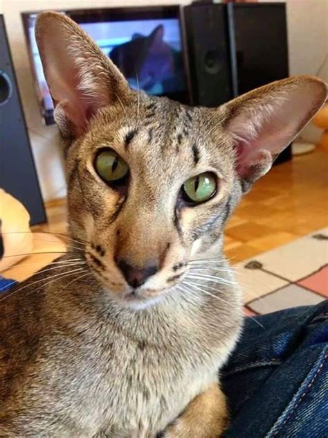 oriental cats  awesome oriental shorthair cats beautiful cats cat breeds