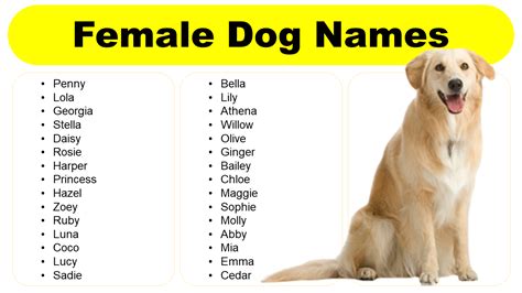 female dog names  english unique strong stylish fancy grammarvocab