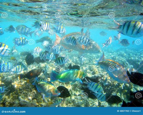 marine life stock  image