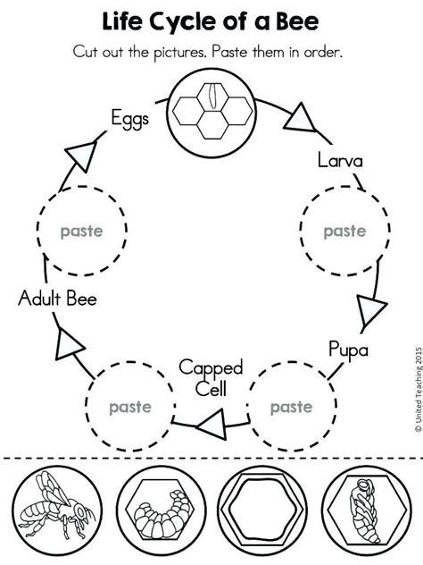 life cycle   butterfly coloring page youngandtaecom bee life