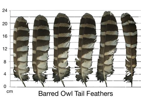 barred owl wildlife science center