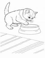 Coloring Pages Kitten Real Printable Kittens Color Getcolorings Print sketch template