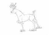 Deer Whitetail Drawing Getdrawings sketch template