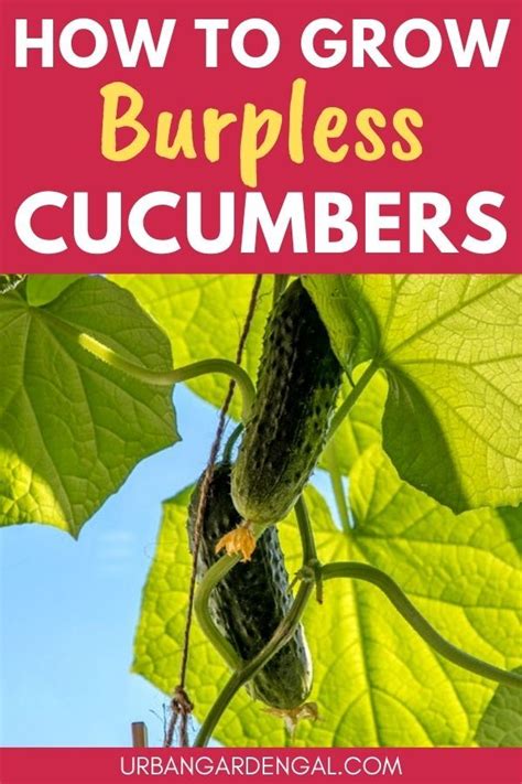 grow burpless cucumbers burpless cucumber cucumber plant
