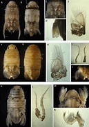 Afbeeldingsresultaten voor "sphaeroma Monodi". Grootte: 129 x 185. Bron: www.researchgate.net