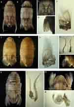Afbeeldingsresultaten voor Thyropus Sphaeroma Geslacht. Grootte: 150 x 217. Bron: www.researchgate.net