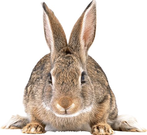 cute brown rabbit png image purepng  transparent cc png image