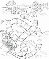 Coloring Desert Pages Oasis Constrictor Boa Getcolorings sketch template