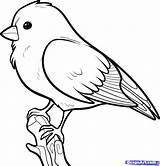 Songbird Songbirds Zeichnung Ausmalbilder sketch template