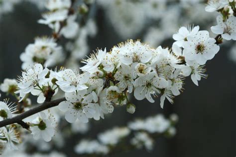 flowering plum tree stock image image  tree cherry