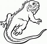Lizard Iguana Reptile Echse Tiere Frilled Bearded Malvorlage Eidechse Neck Malvorlagen Hinten Liegend Echsen Designlooter Clipartmag Colorings Lucy sketch template