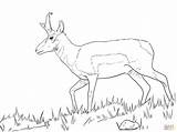 Springbok Pronghorn Pronghorns Baboon Designlooter sketch template