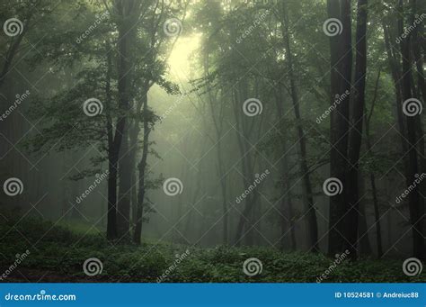 groen bos stock afbeelding image  blad grond schaduw