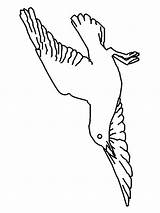 Coloring Gaviota Seagull Bird Library Clipart Line sketch template