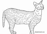 Serval Coloring Pages Cat 21kb 506px sketch template