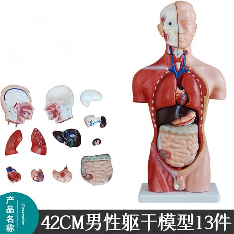 13parts 42cm Human Male Torso Heart Brain Trachea Esophagus Aorta