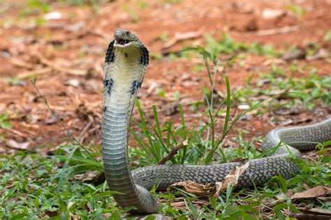 intriguing king cobra facts