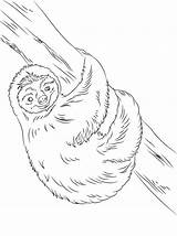 Sloth Perezoso Dibujos Paresseux Sloths Designlooter Perezosos Supercoloring Lindo Pusheen Coloriages Poesias Hppy Hanging Pequenos Cientistas Gratuit Categorías sketch template