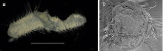 Afbeeldingsresultaten voor "poecilochaetus Serpens". Grootte: 334 x 106. Bron: www.researchgate.net