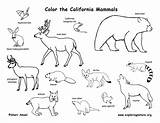 Coloring Mammals State Pages California sketch template