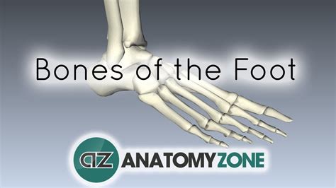 Bones Of The Foot Anatomy Tutorial Youtube