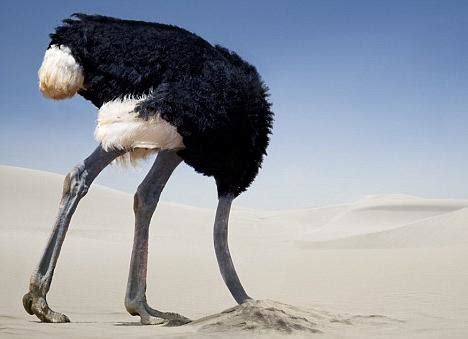 ostrich hide  head   sand