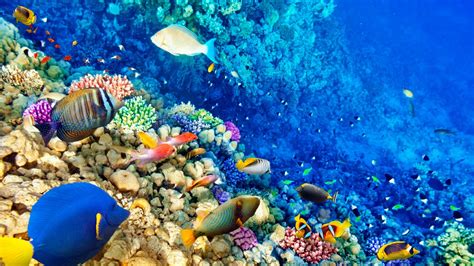 por  los arrecifes de coral son imprescindibles