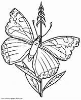 Butterfly Coloring Pages Kids Flower Printable Butterflies Color Resting Animal sketch template