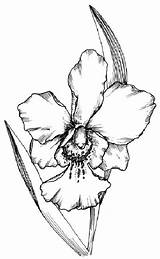 Orchid Cattleya Kolorowanki Outlines Storczyki Line Dzieci sketch template