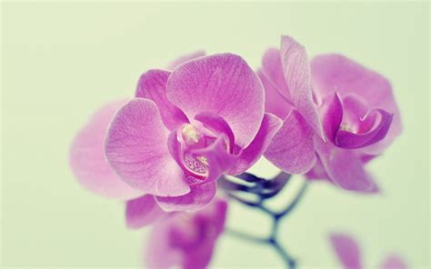 Pink Orchid Wallpaper Hd Desktop Wallpapers 4k Hd