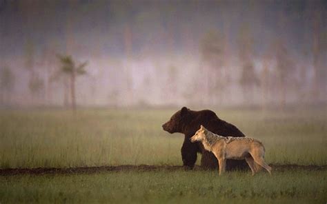 Photographer Documents The Friendship Between Wolf And