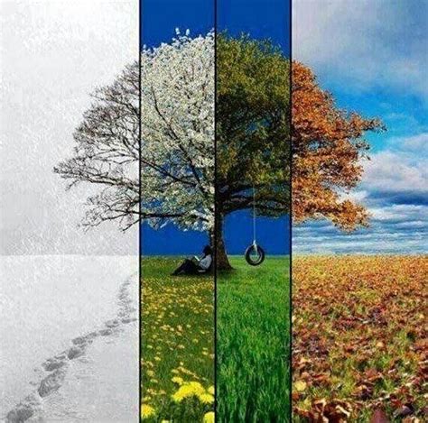 seasons  tree seasons art seasons time photography