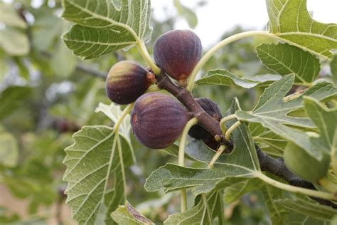 How To Grow Fig Trees In The Pacific Northwest Ehow