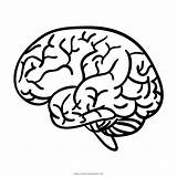 Cervello Nervoso Anatomia Caneta Intellect Ultracoloringpages Estrutura Função Neuroanatomia sketch template