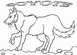 Coyote Coloring Pages Printable Cool2bkids sketch template