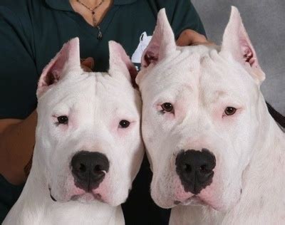 dogo argentino dog breed information  pictures