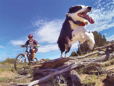 training  perfect trail dog mountain bike action magazine