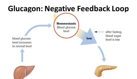 negative feedback loop   endocrine system slidesharetrick