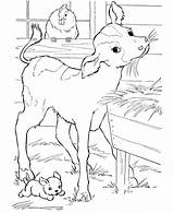 Vitello Disegno Vitellino Mucca Manza Calf Eating Bufala Toro Colouring Beve Divyajanani sketch template