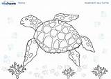 Turtle Hawksbill Marine sketch template