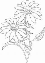 Flower Coloring Drawing Daisy Flowers Coneflower Garden Sunflower Pages Draw Drawings Cartoon Line Color Dover Adult Welcome Outline Petal Template sketch template