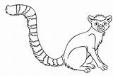 Lemur Coloring Tailed Ring Pages Rainforest Drawing Kids Little Animals раскраски животные Animal Draw Sheet Colouring Easy Color Drawings Printable sketch template