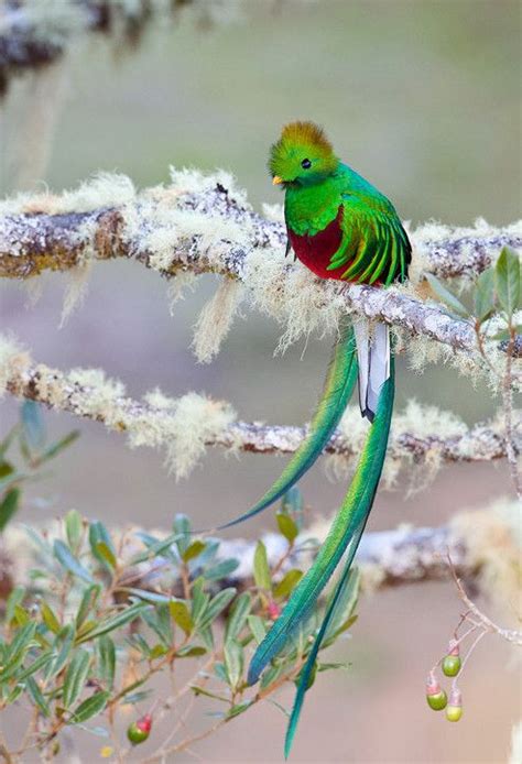 48 best resplendent quetzal images on pholder nature is fucking lit